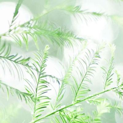 造物法则果盘游戏下载